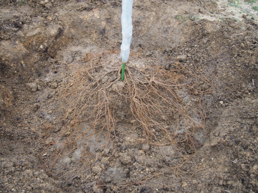 岡山吉備中央町ぶどうピオーネ