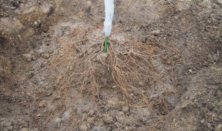 岡山吉備中央町ぶどうピオーネ