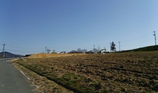 岡山吉備中央町ぶどうピオーネ