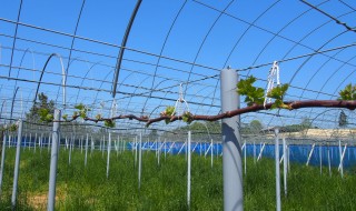 岡山吉備中央町ぶどうピオーネ