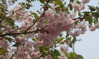 岡山吉備中央町ぶどうピオーネ