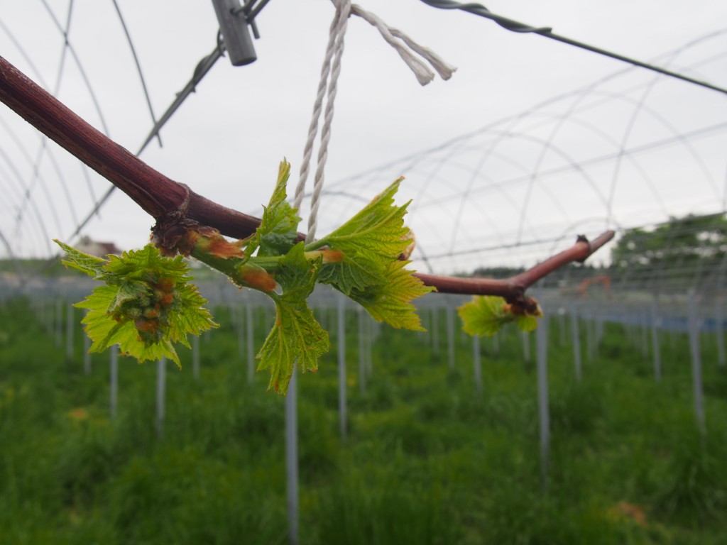 岡山吉備中央町ぶどうピオーネ
