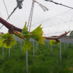 岡山吉備中央町ぶどうピオーネ