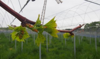 岡山吉備中央町ぶどうピオーネ