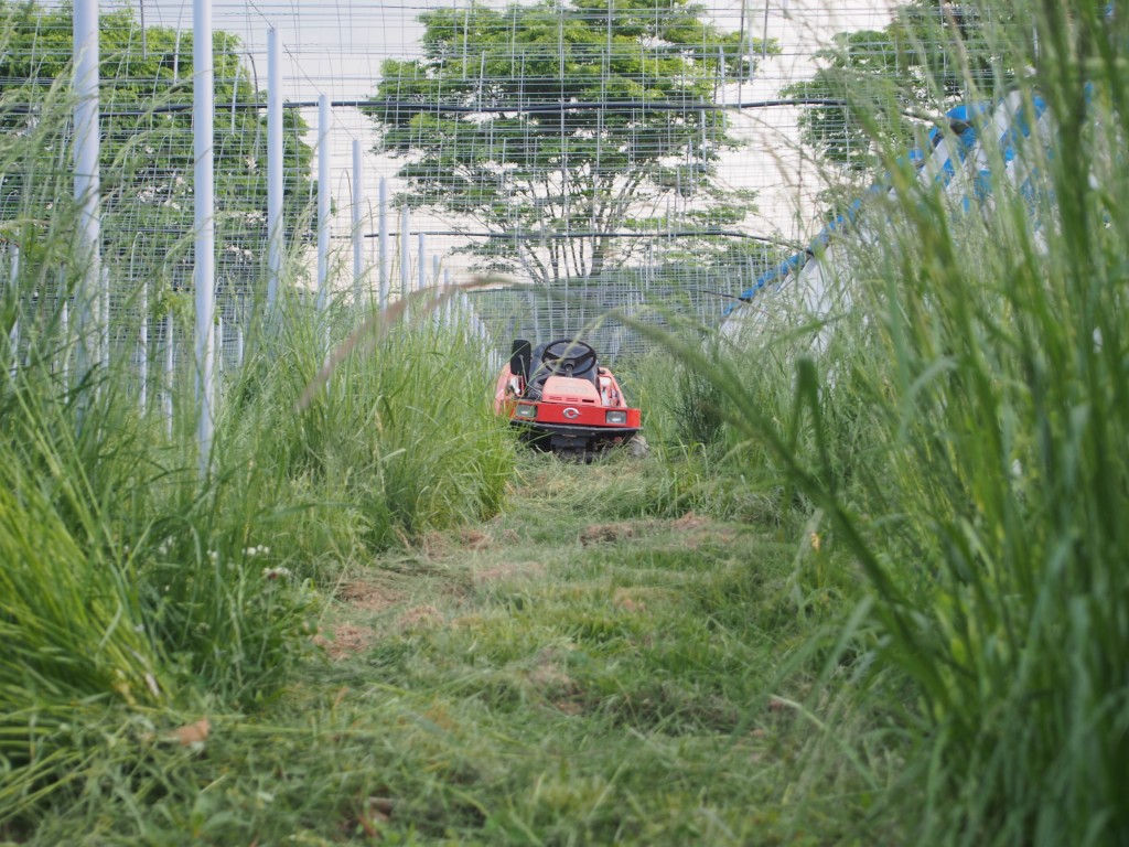 岡山吉備中央町ぶどうピオーネ
