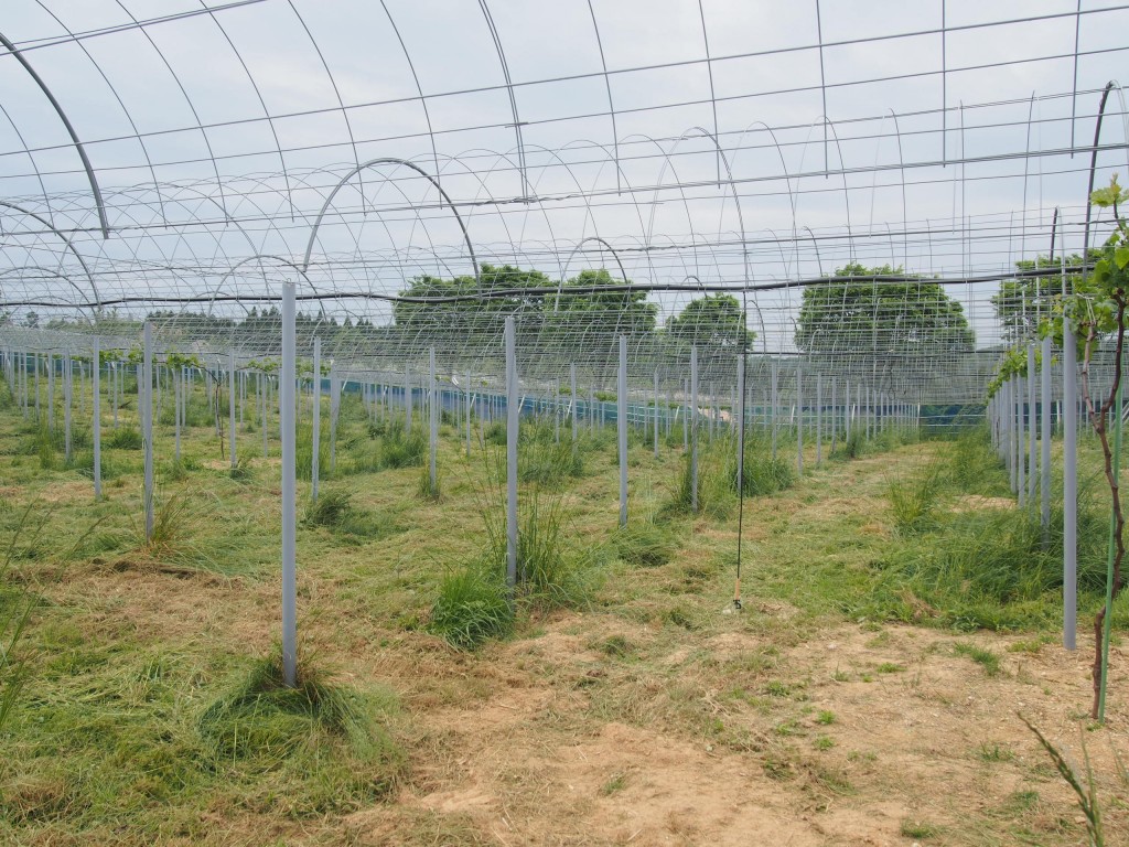 岡山吉備中央町ぶどうピオーネ
