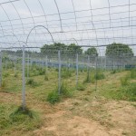 岡山吉備中央町ぶどうピオーネ