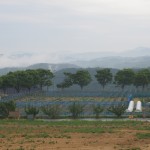 岡山吉備中央町ぶどうピオーネ