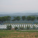岡山吉備中央町ぶどうピオーネ