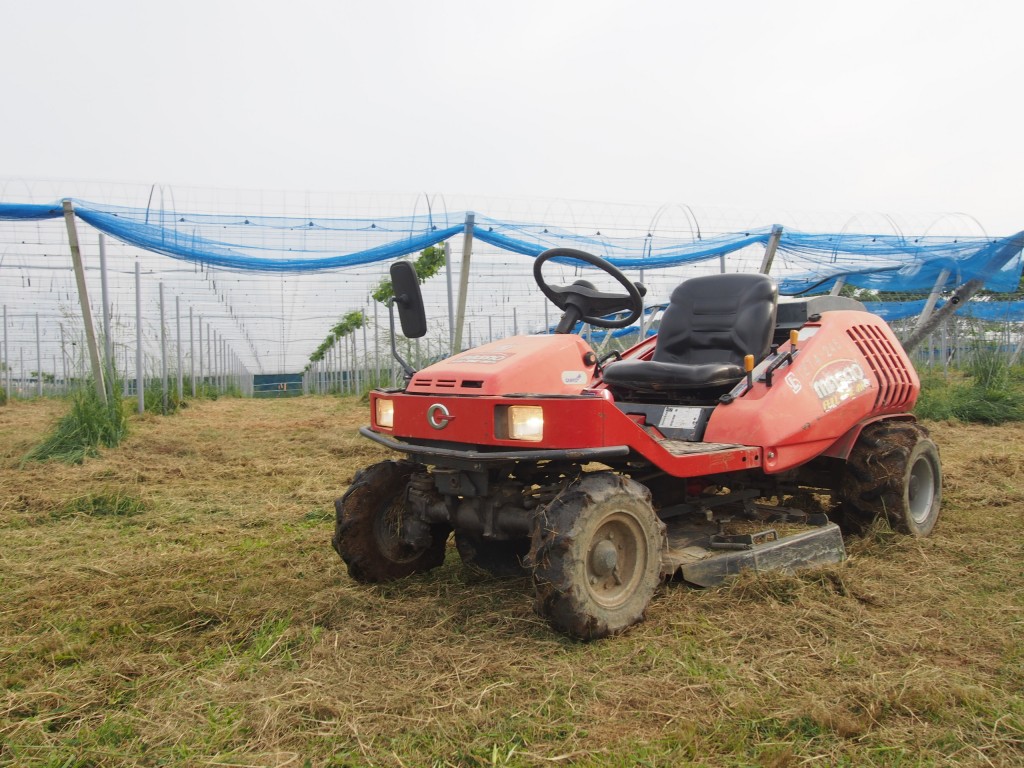 岡山吉備中央町ぶどうピオーネ