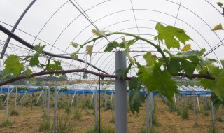 岡山吉備中央町ぶどうピオーネ