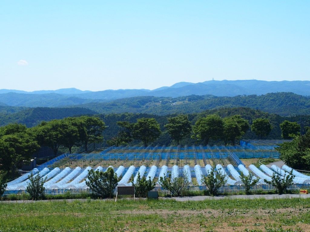 岡山吉備中央町ぶどうピオーネ