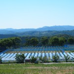 岡山吉備中央町ぶどうピオーネ