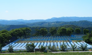 岡山吉備中央町ぶどうピオーネ