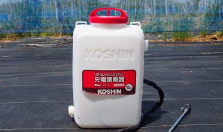 岡山吉備中央町ぶどうピオーネ