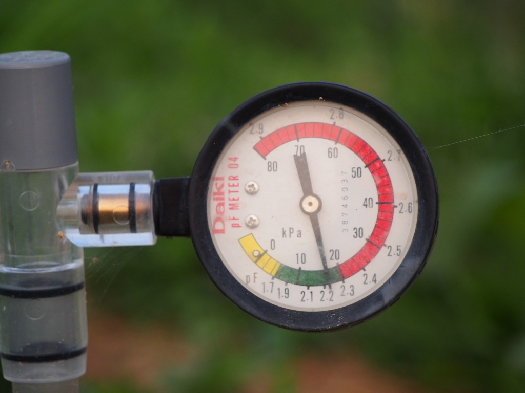 岡山吉備中央町ぶどうピオーネ