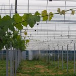 岡山吉備中央町ぶどうピオーネ