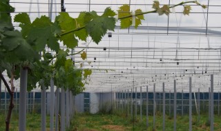 岡山吉備中央町ぶどうピオーネ