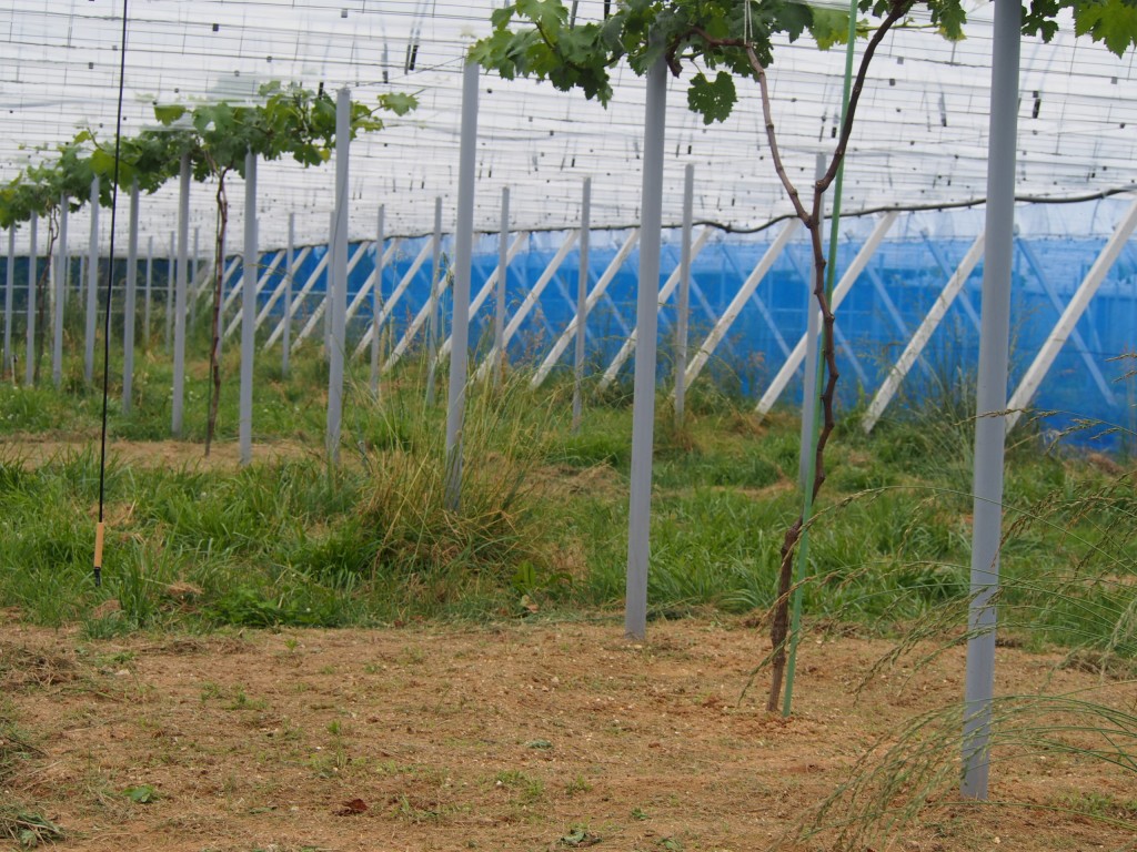 岡山吉備中央町ぶどうピオーネ