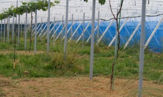 岡山吉備中央町ぶどうピオーネ