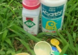 岡山吉備中央町ぶどうピオーネ