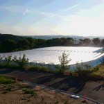 岡山吉備中央町ぶどうピオーネ