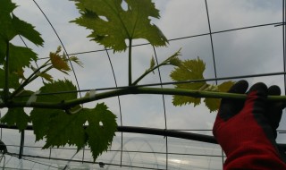 岡山吉備中央町ぶどうピオーネ