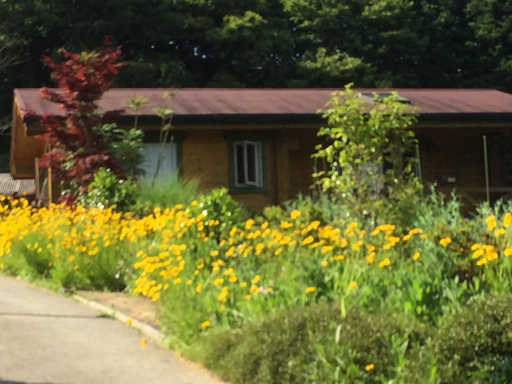 岡山吉備中央町ぶどうピオーネ