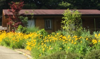 岡山吉備中央町ぶどうピオーネ