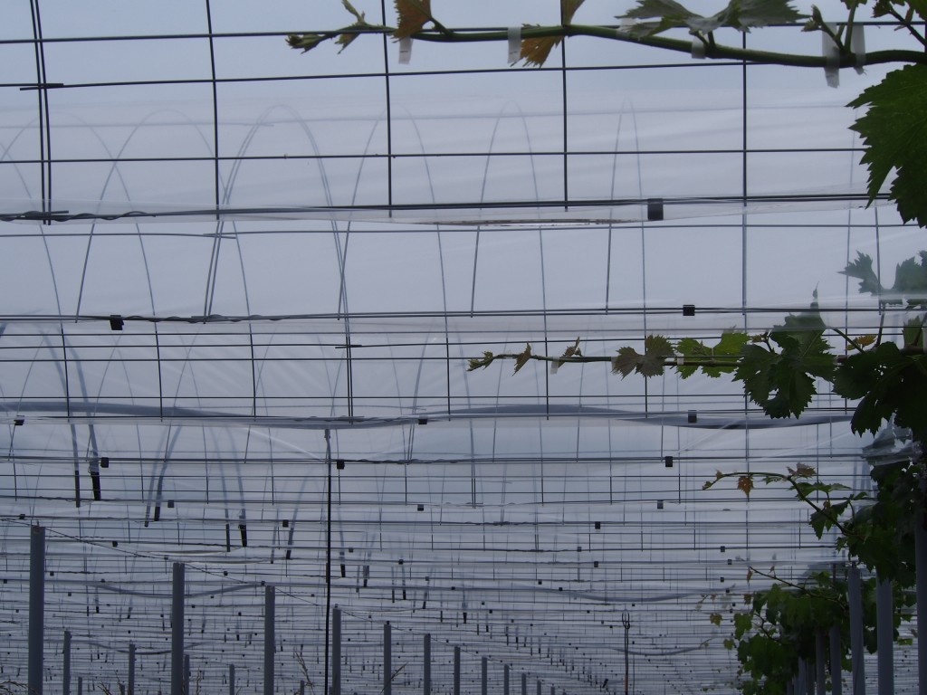 岡山吉備中央町ぶどうピオーネ