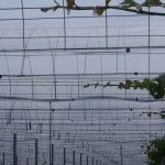 岡山吉備中央町ぶどうピオーネ