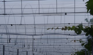 岡山吉備中央町ぶどうピオーネ