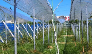 岡山吉備中央町ぶどうピオーネ