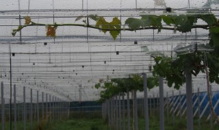 岡山吉備中央町ぶどうピオーネ