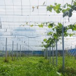 岡山吉備中央町ぶどうピオーネ