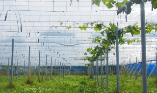 岡山吉備中央町ぶどうピオーネ