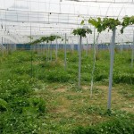 岡山吉備中央町ぶどうピオーネ