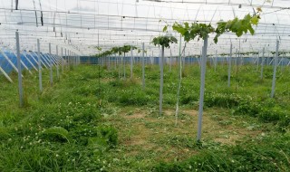 岡山吉備中央町ぶどうピオーネ