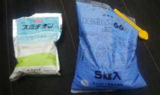 岡山吉備中央町ぶどうピオーネ