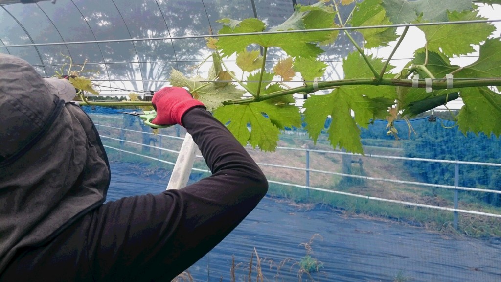 岡山吉備中央町ぶどうピオーネ