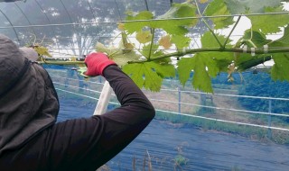 岡山吉備中央町ぶどうピオーネ