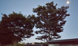 岡山吉備中央町ぶどうピオーネ