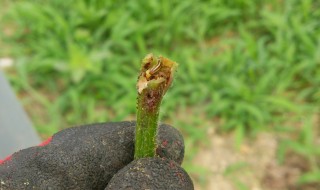 岡山吉備中央町ぶどうピオーネ