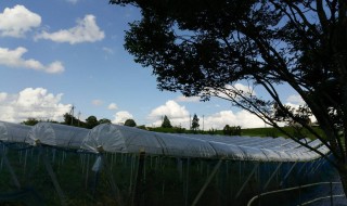 岡山吉備中央町ぶどうピオーネ