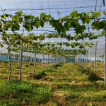 岡山吉備中央町ぶどうピオーネ