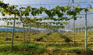 岡山吉備中央町ぶどうピオーネ