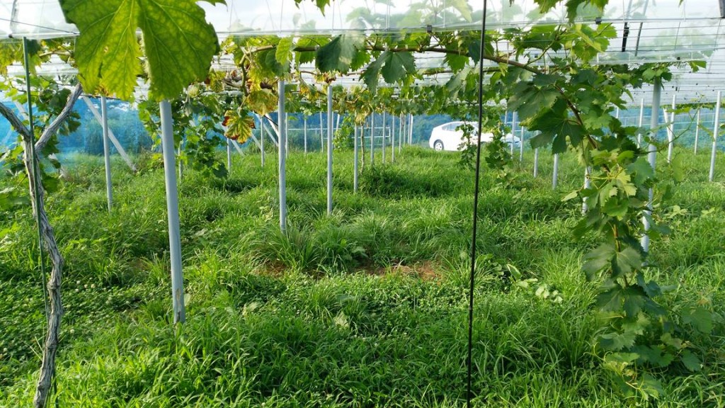 岡山吉備中央町ぶどうピオーネ