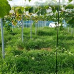 岡山吉備中央町ぶどうピオーネ