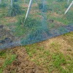 岡山吉備中央町ぶどうピオーネ