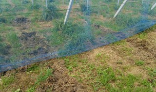 岡山吉備中央町ぶどうピオーネ